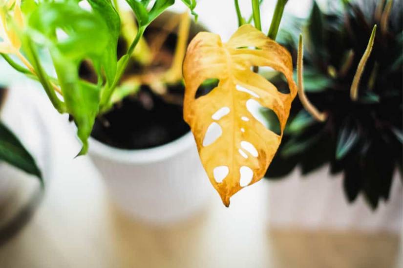 philodendron violin Philodendron - Golden Violin