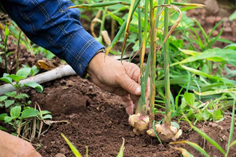 How to Grow Ginger From Ginger