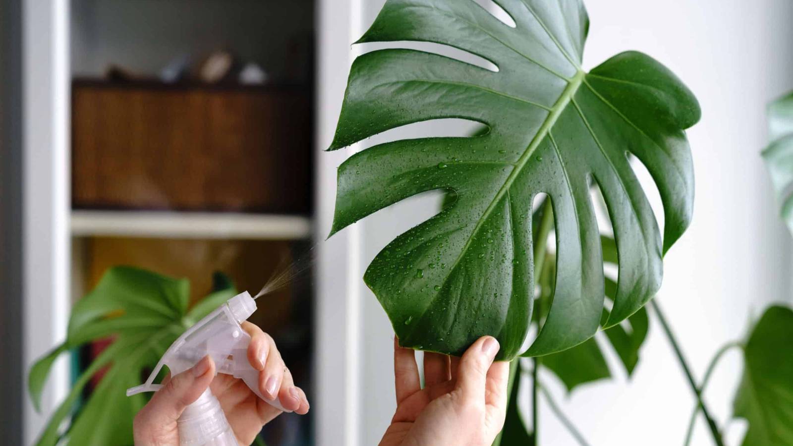 6 Natural Ways to Get Rid of Houseplant Pests