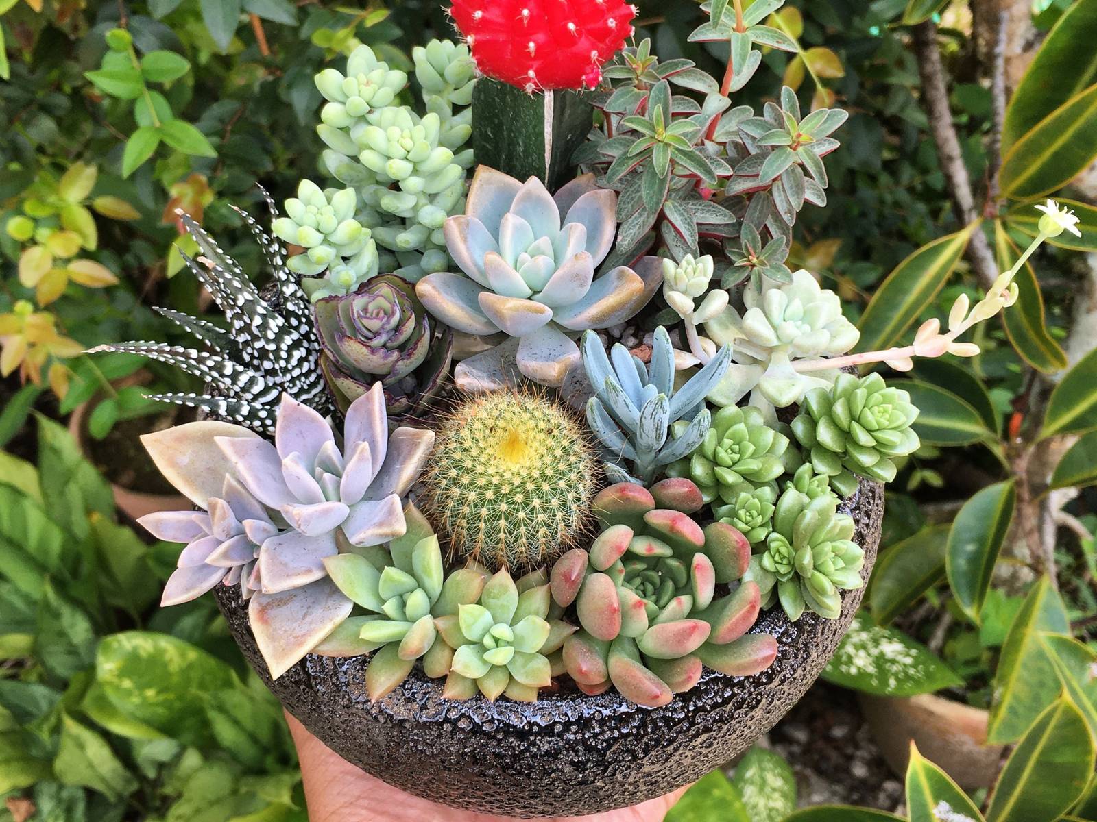 These 8 Houseplants Thrive When Planted Together