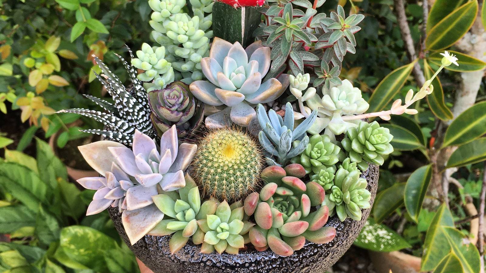 These 8 Houseplants Thrive When Planted Together