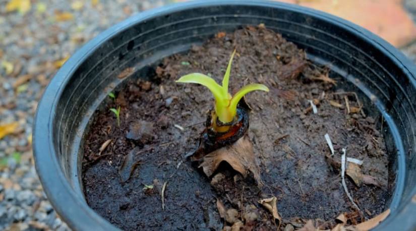 How To Grow Banana Trees in Pots