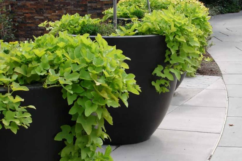 Topsoil vs Garden Soil: What's the Difference?