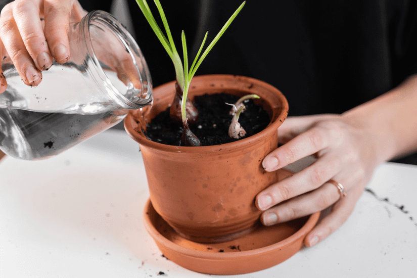How to Grow Onions From Seed