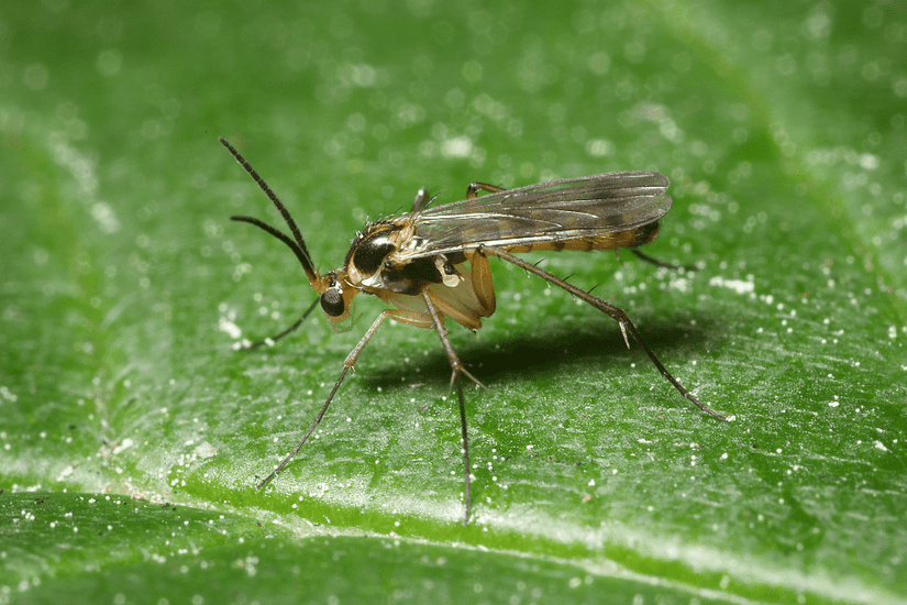 5 Common Houseplant Pests To Watch For
