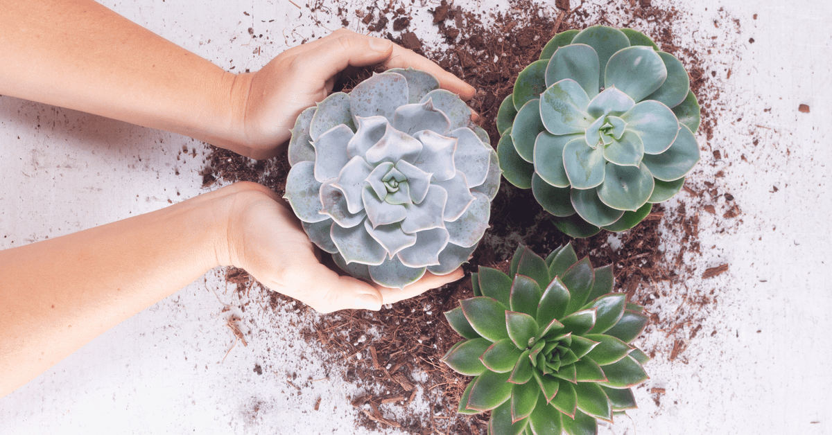 succulents in pots outside Prestige Succulent Planter