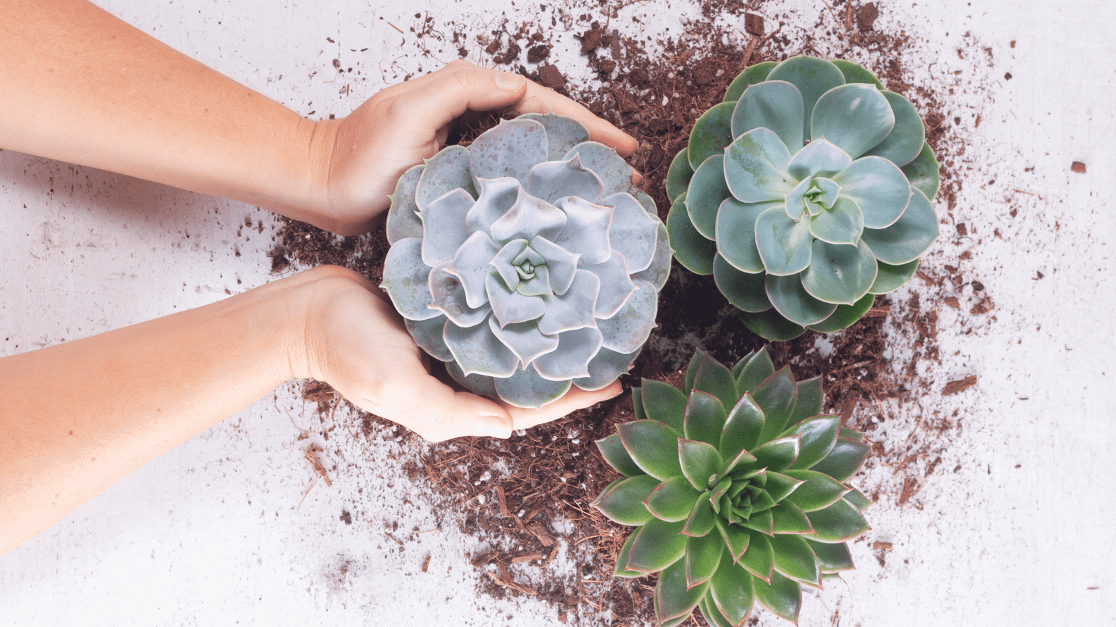 What Potting Soil Is Best For Succulents?