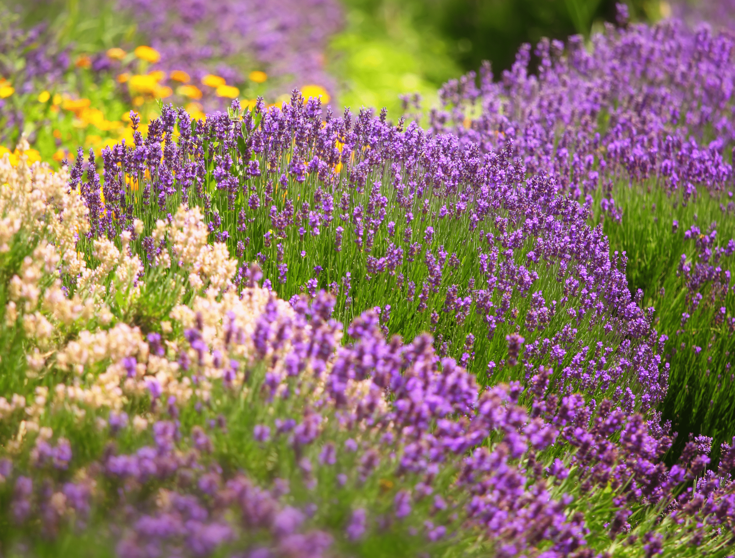 8 Companion Plants for Lavender