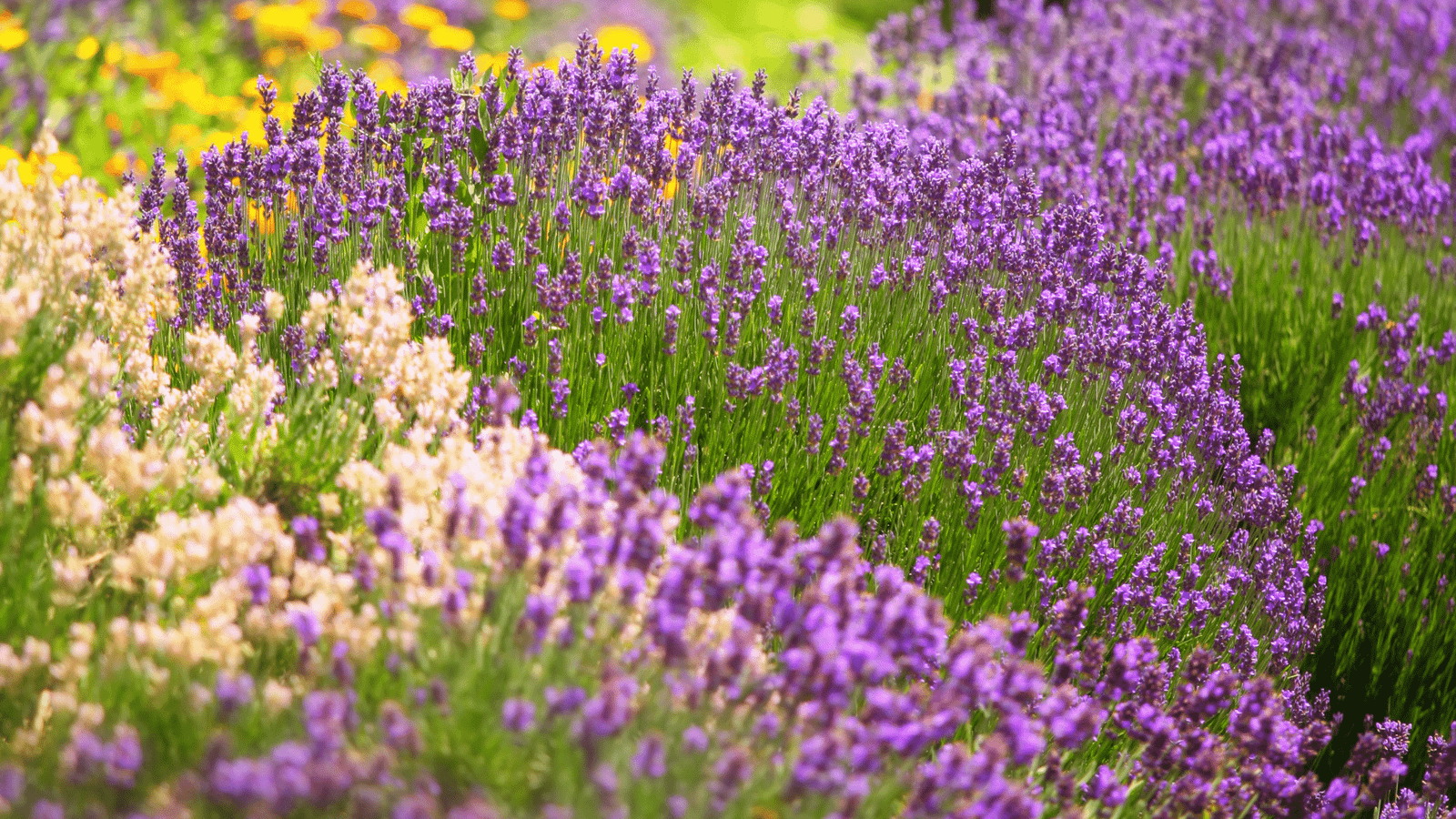 8 Companion Plants for Lavender