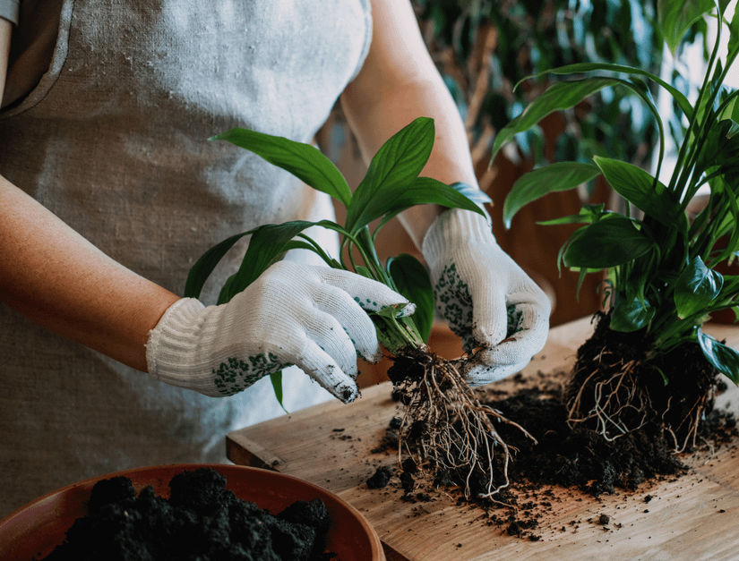 What's the Best Time of Day to Repot Plants?
