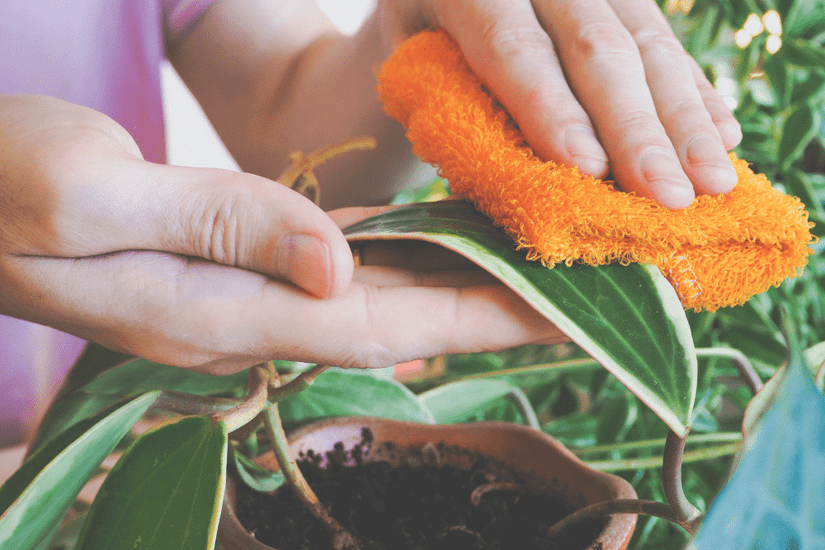 5 Ways To Clean Your Houseplant Leaves