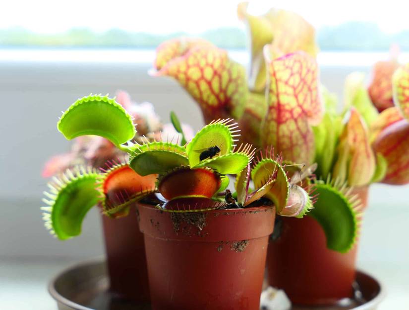 4 High-Maintenance Houseplants To Avoid