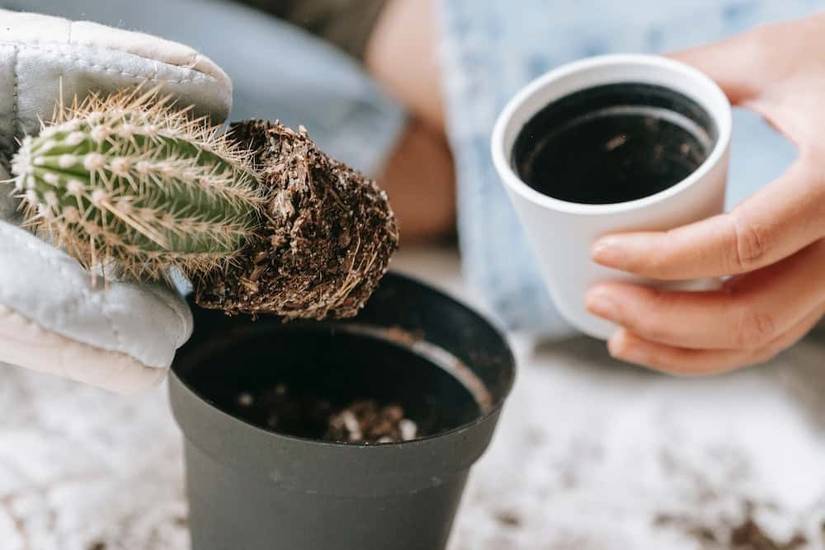 How To Repot a Cactus Plant