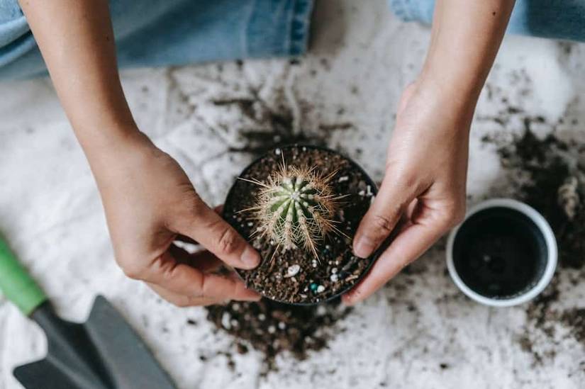 How To Make Homemade Cactus Soil