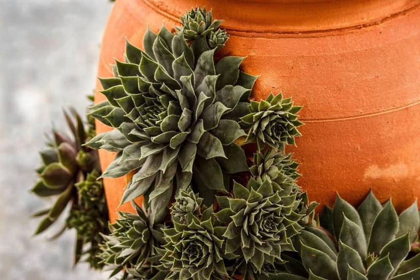 How To Grow and Care For Hens and Chicks Plant