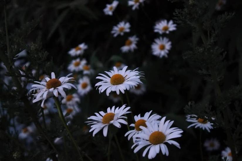 Can You Plant at Night?