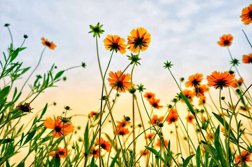 When To Sow Wildflower Seeds