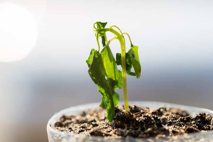 5 Ways To Tell Your Plant Needs Water