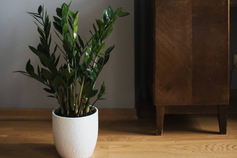 5 Benefits of Having a ZZ Plant in Your Home