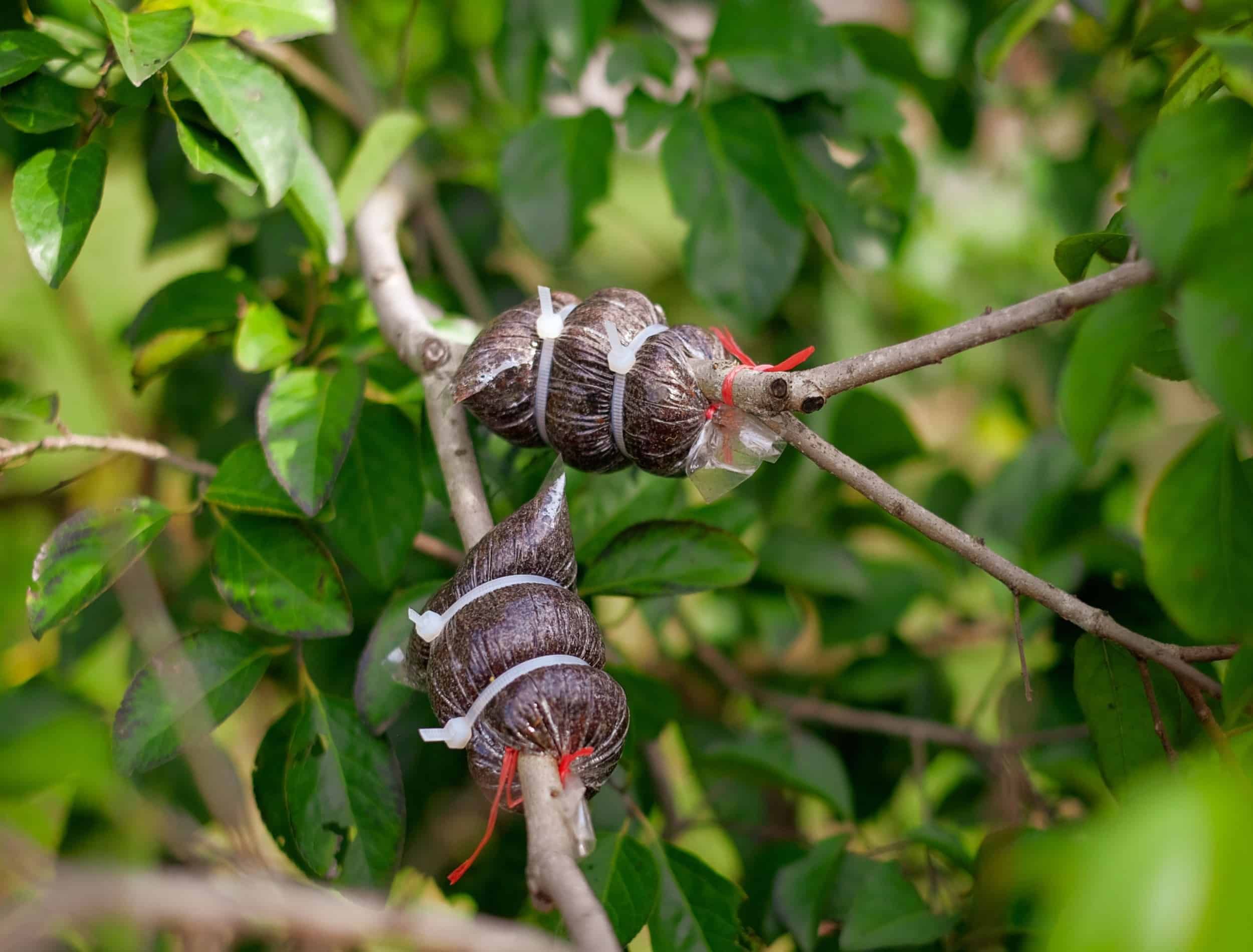 How to Propagate Plants With Air Layering, image size:2500x1900