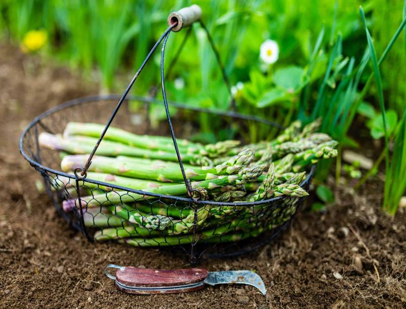 How to Grow Asparagus