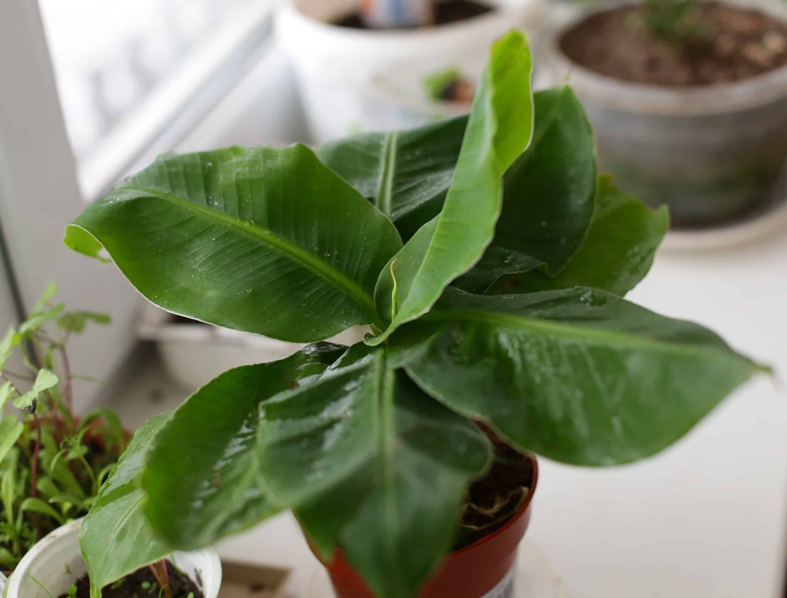 How To Grow Banana Trees in Pots