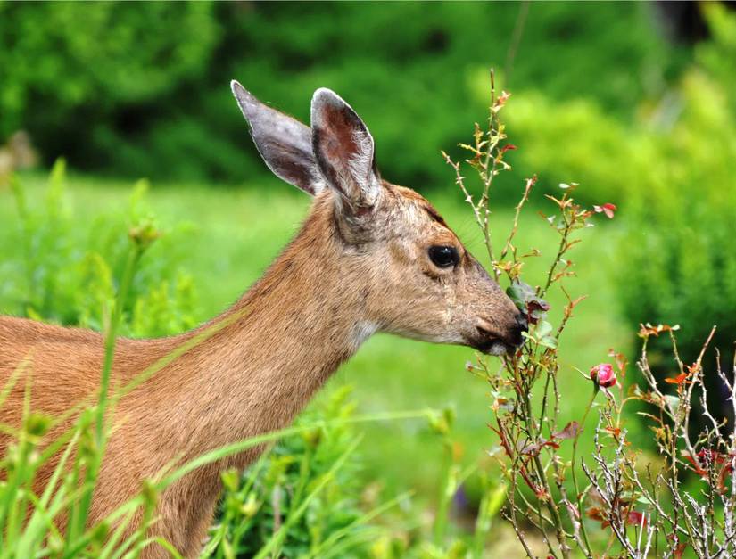 Keep Deer Away From Your Yard With These 6 Plants