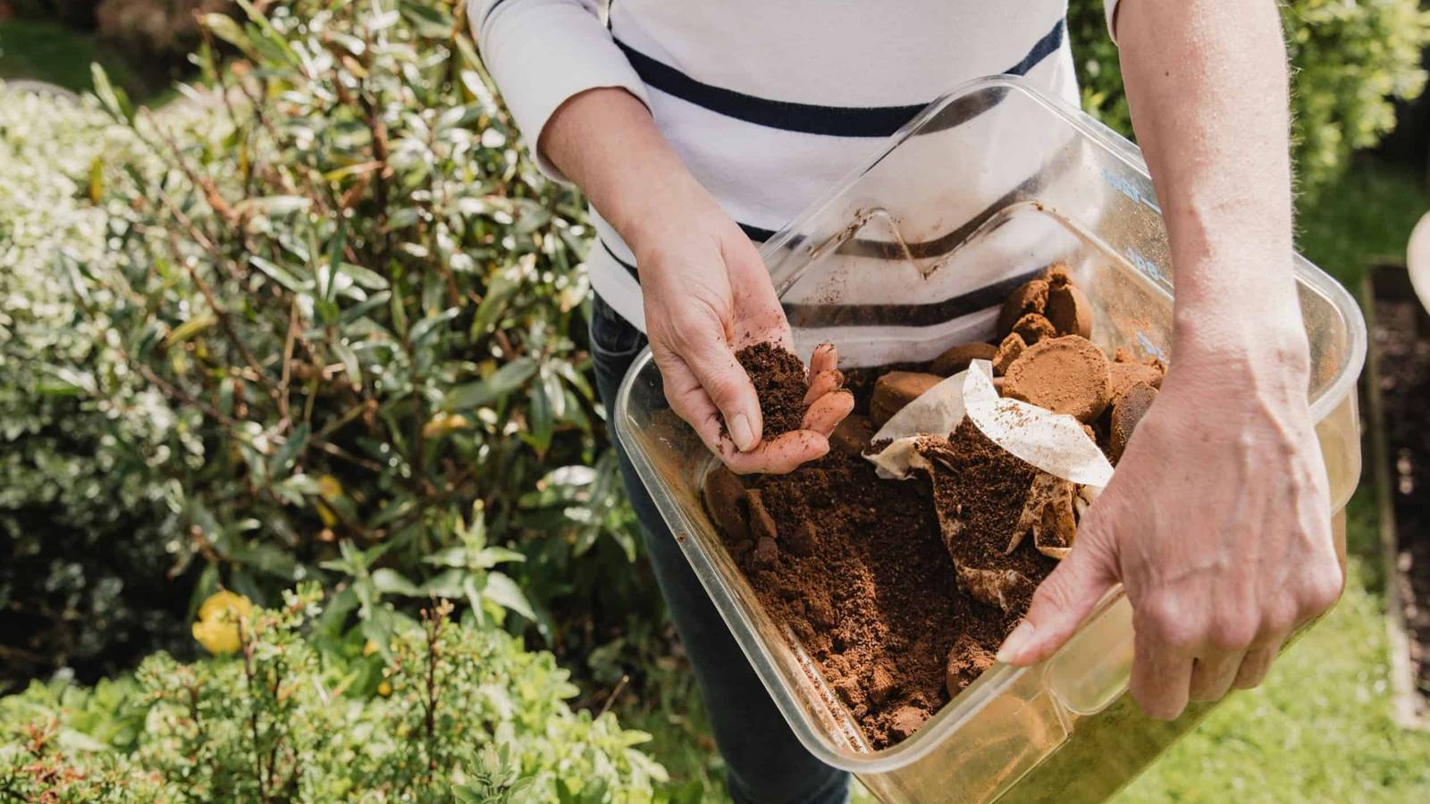 Why You Should Add Coffee Grounds To Your Tomato Plant's Soil