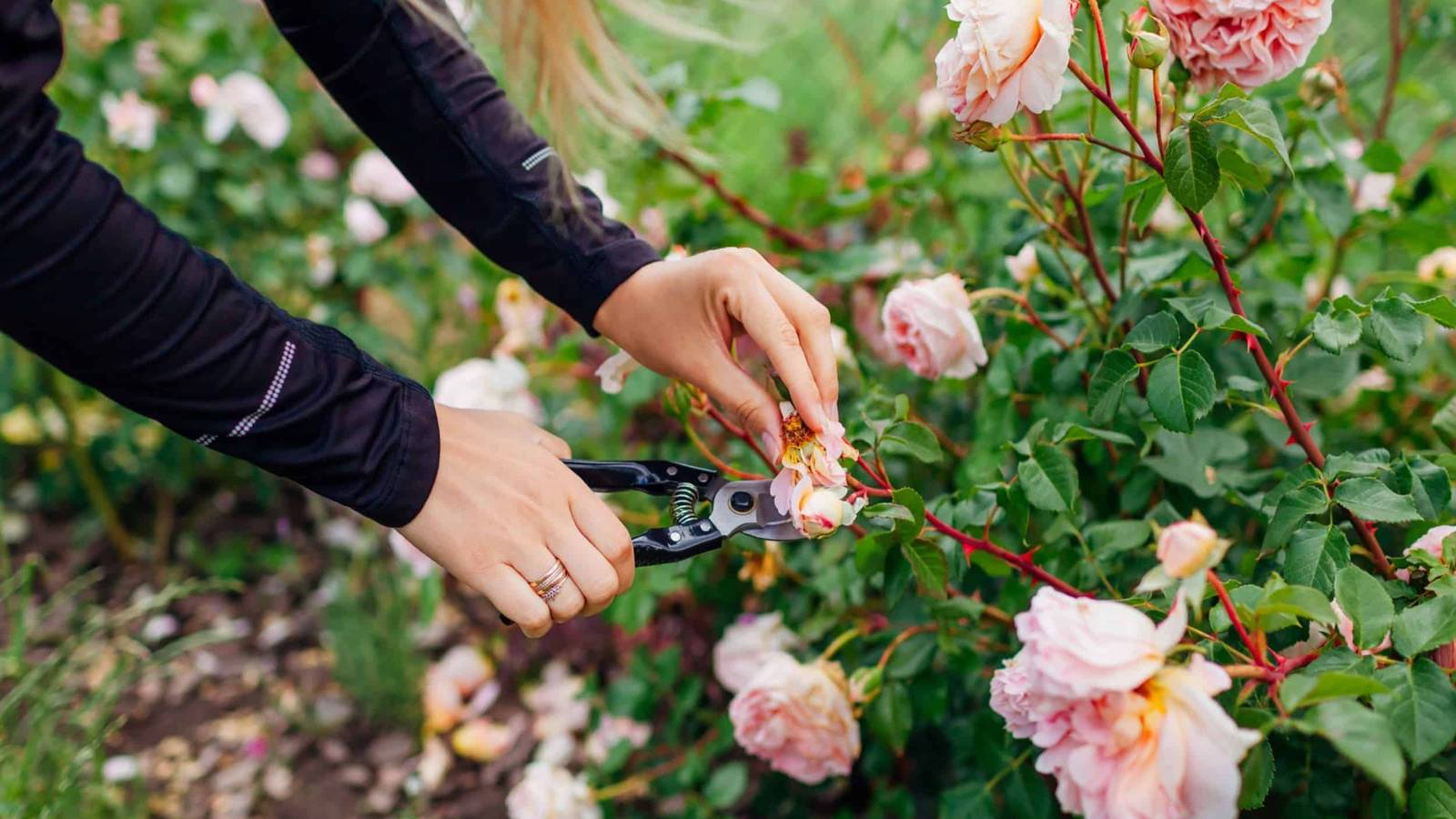 How To Deadhead Your Flowers