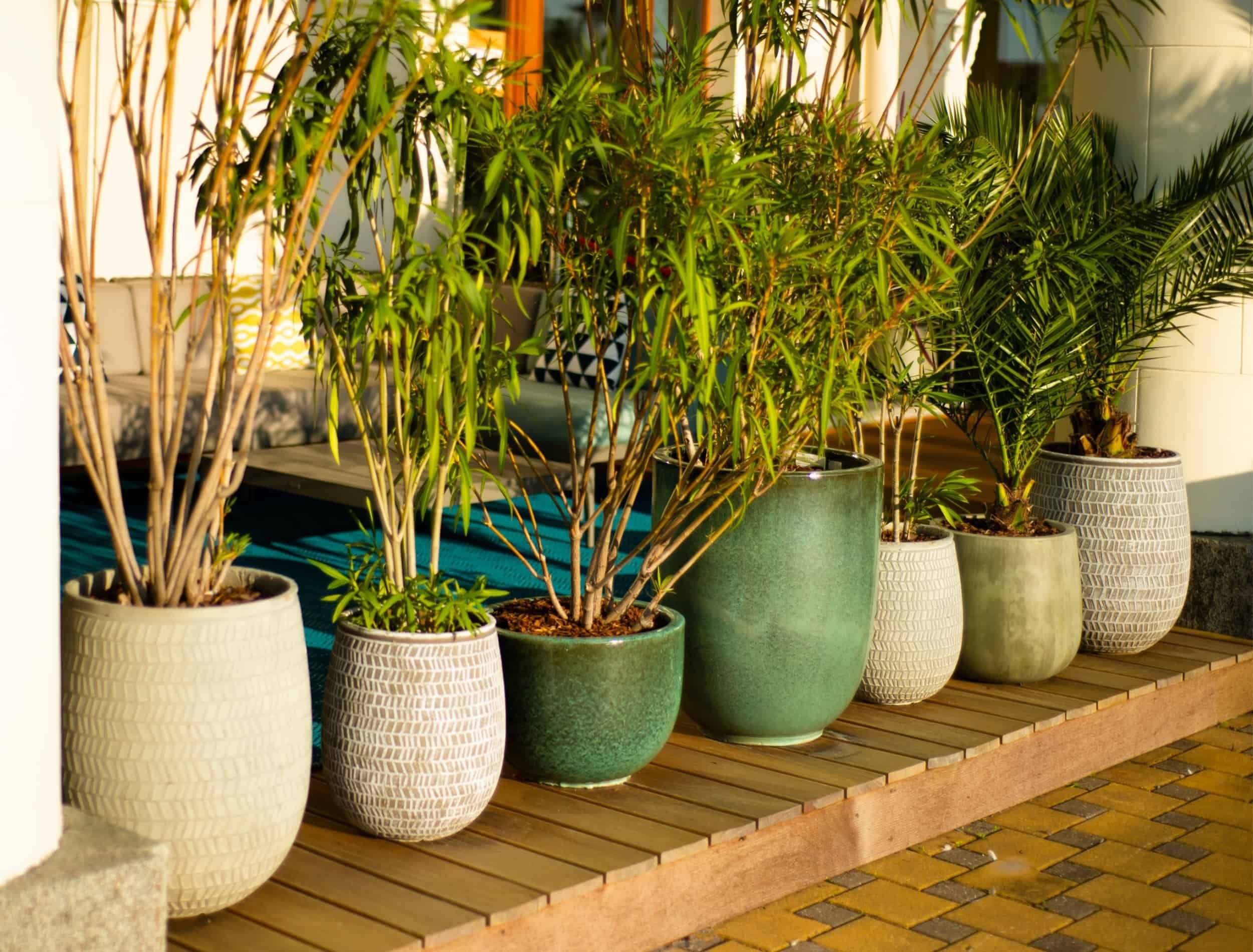 How To Plant Evergreens in Containers