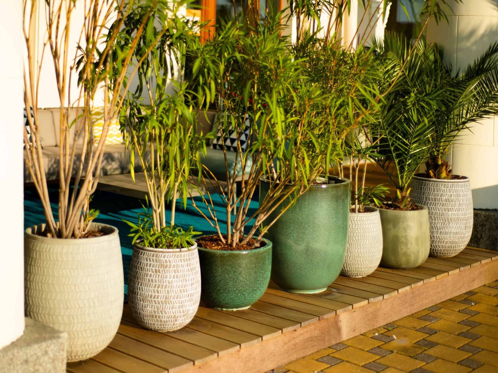 How To Plant Evergreens in Containers