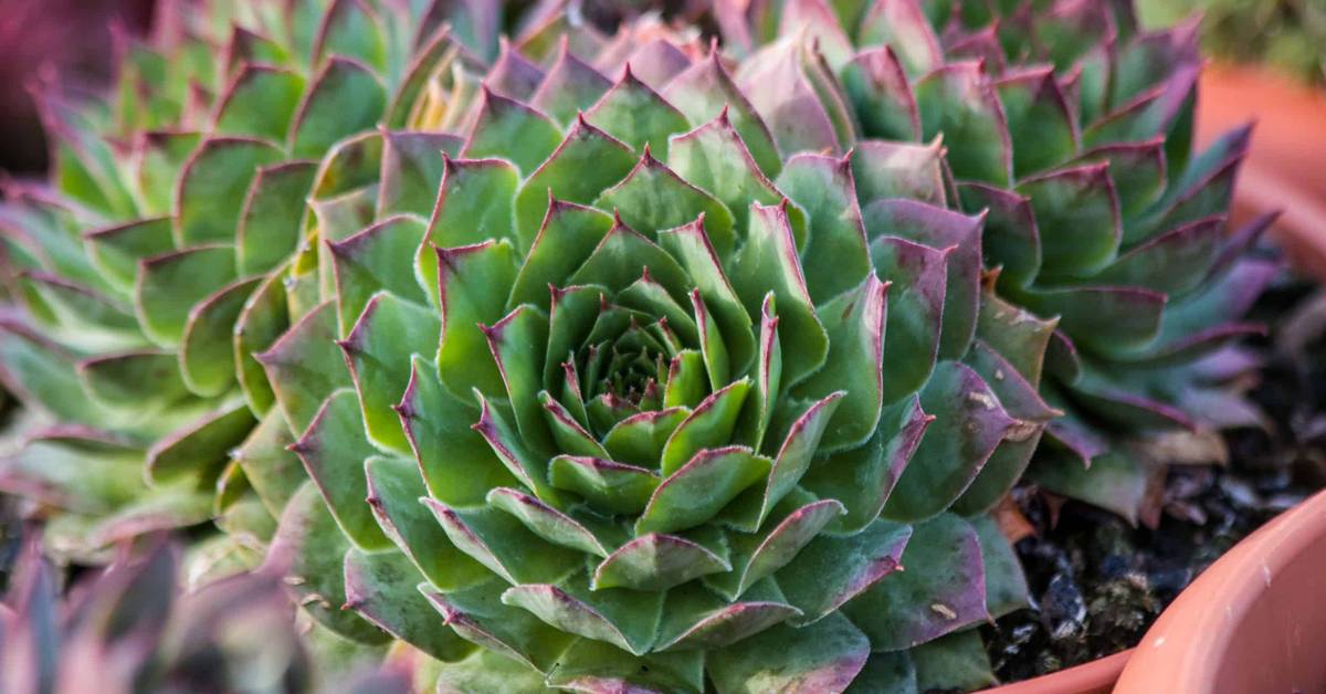 How To Grow and Care For Hens and Chicks Plant