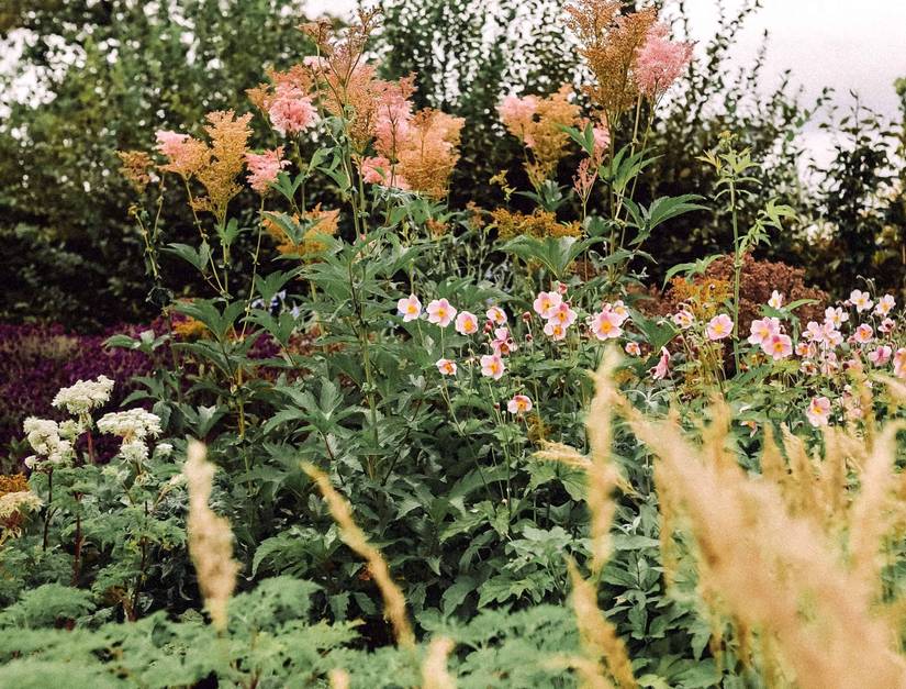 Local Flowers Native Why You Should Be Growing Plants Native to Your Area