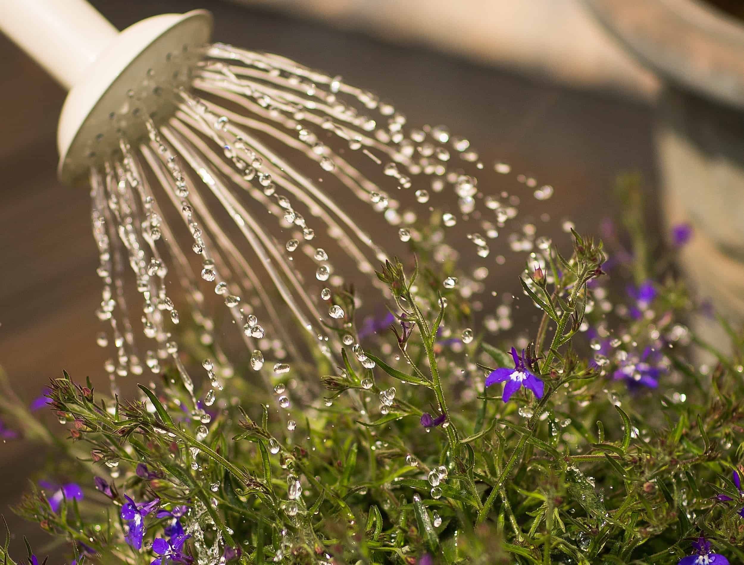 5 Ways to Tell Your Plant Is Overwatered