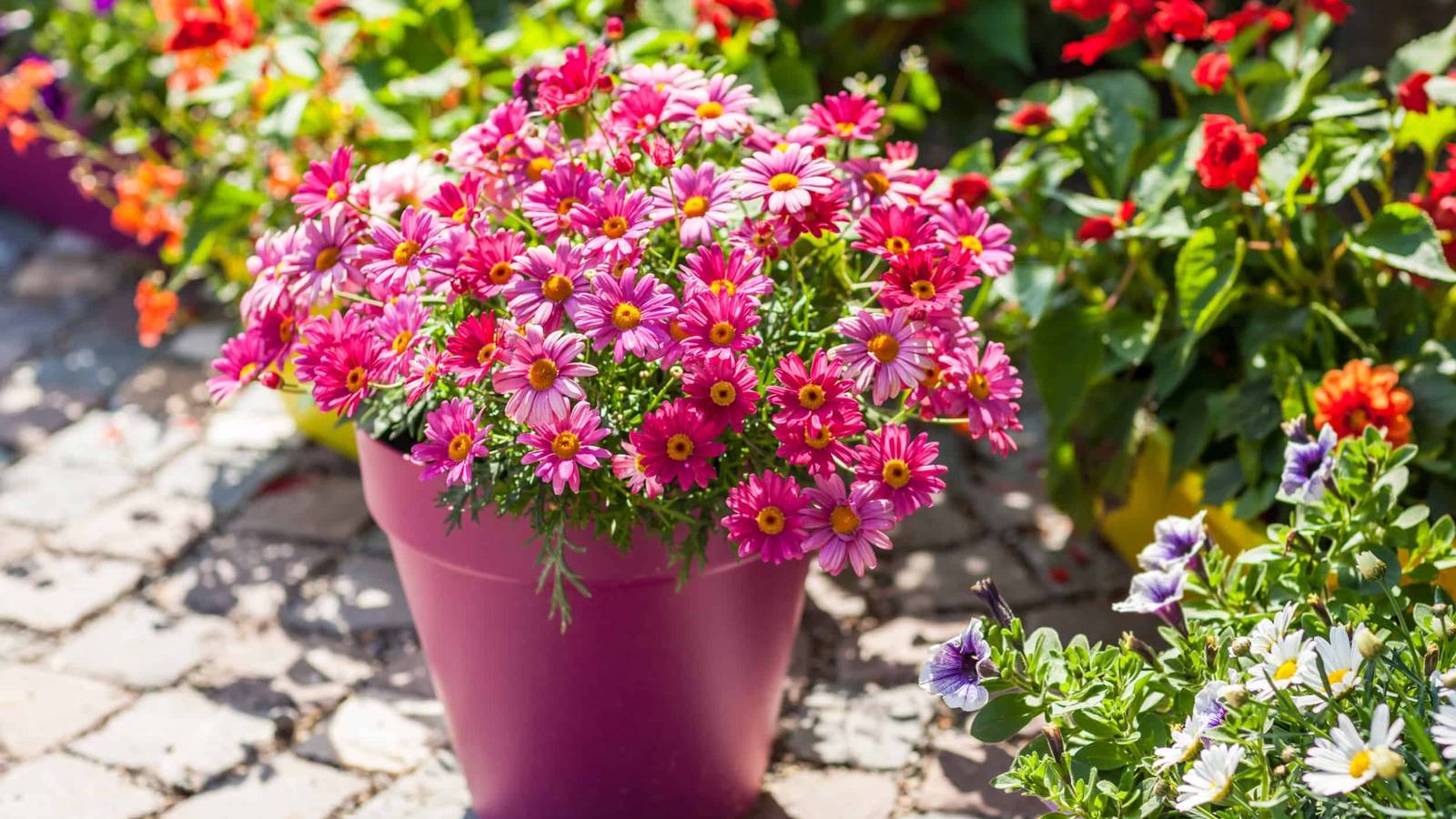 10 Patio Plants That Add Interest to Your Outdoor Space