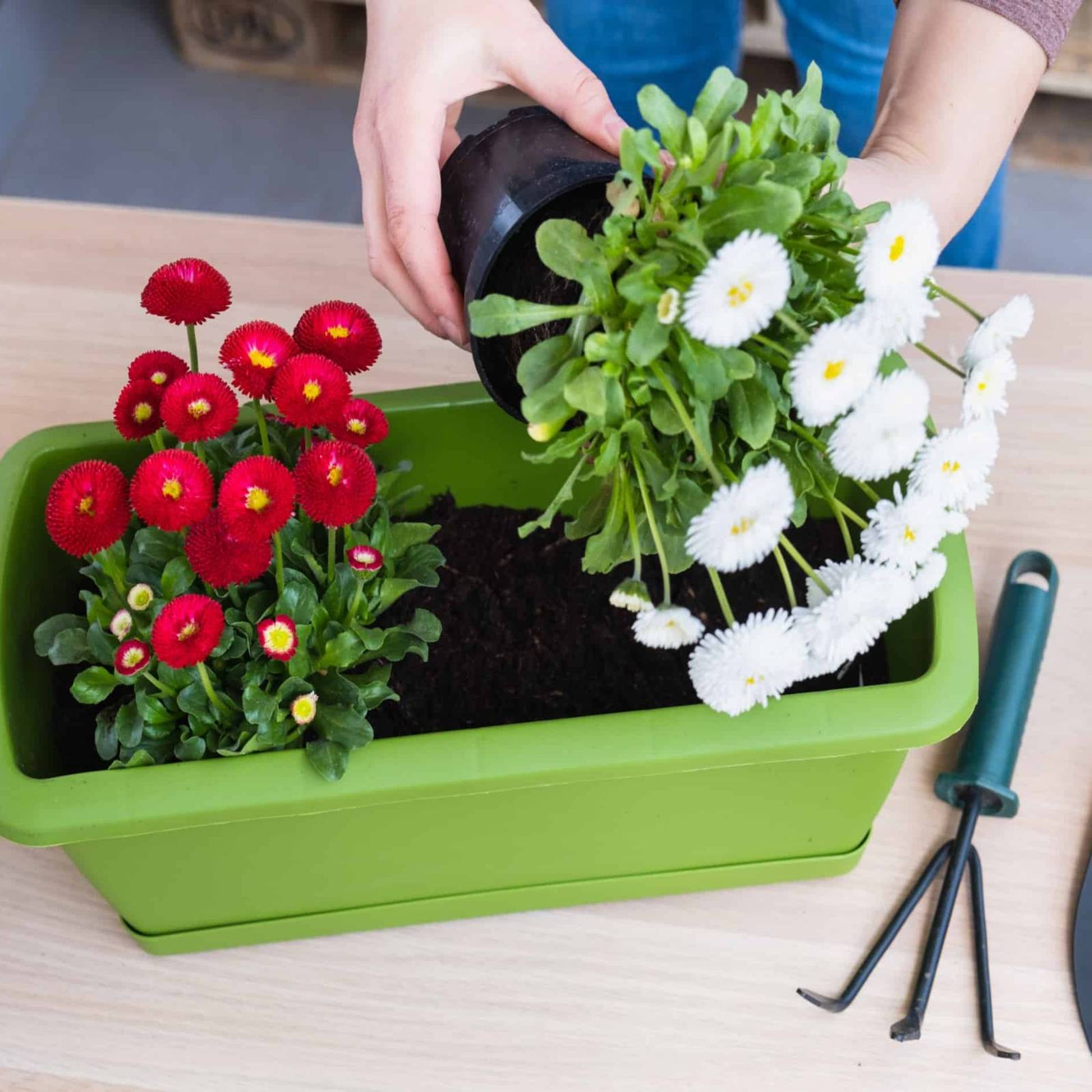 How to Plant Container Perennials
