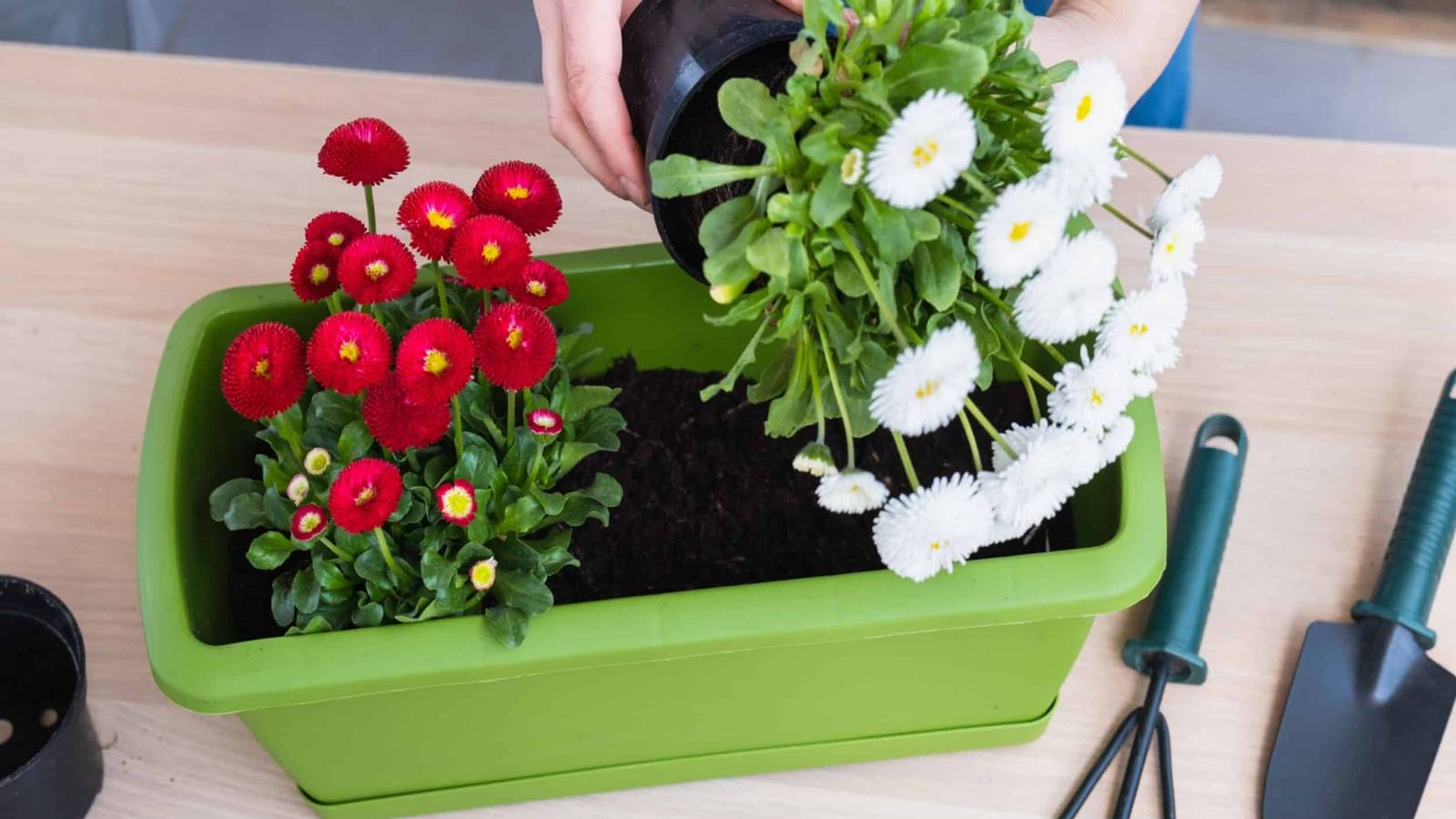 How to Plant Container Perennials