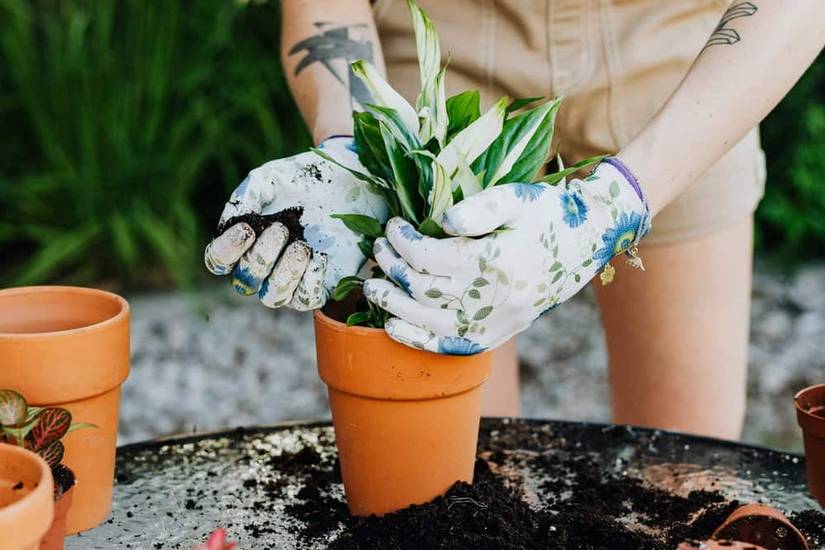 How To Care For Your Peace Lily