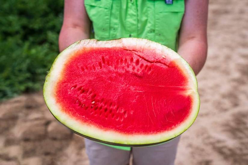 How to Harvest Watermelon