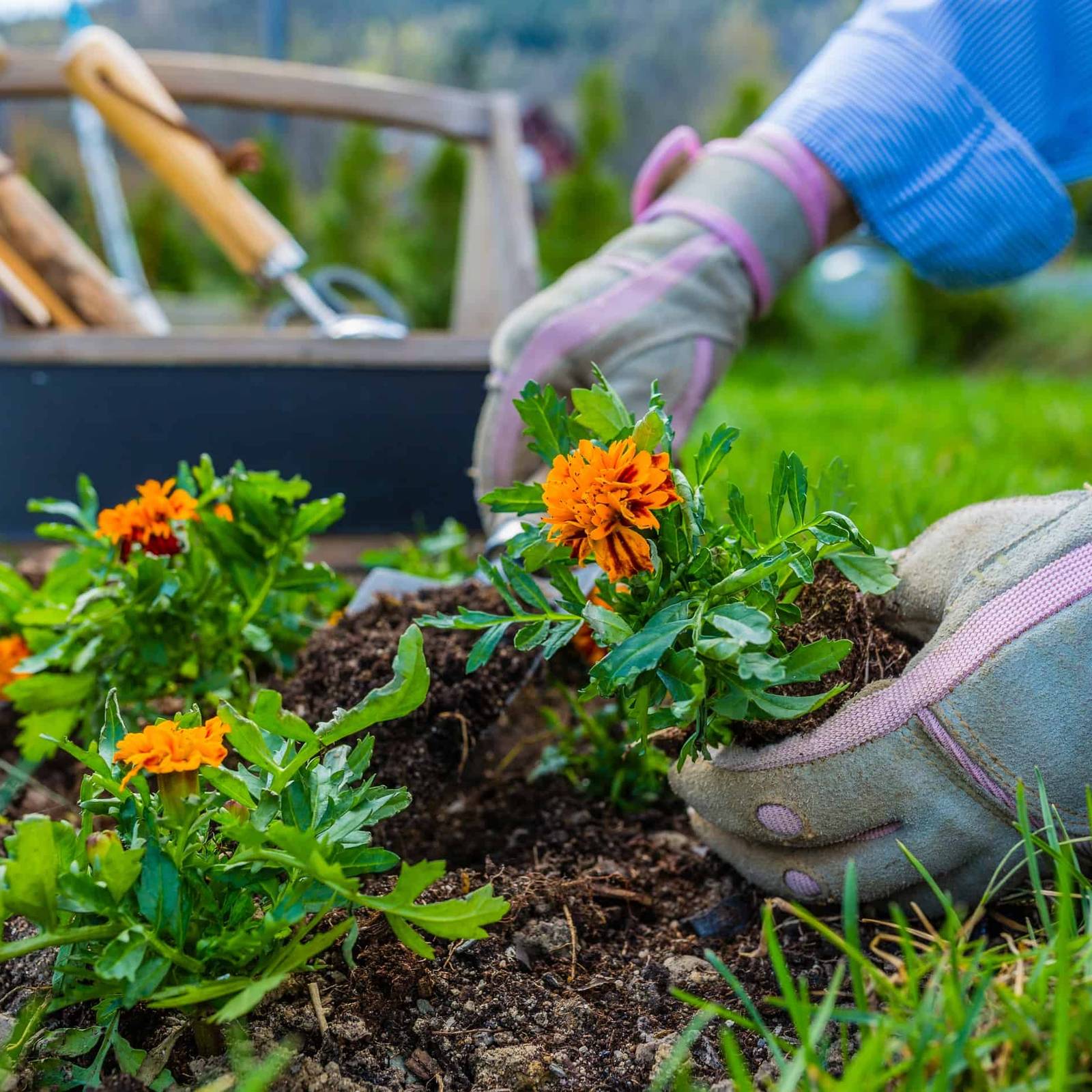 7 Reasons To Plant Marigolds in Your Garden Today