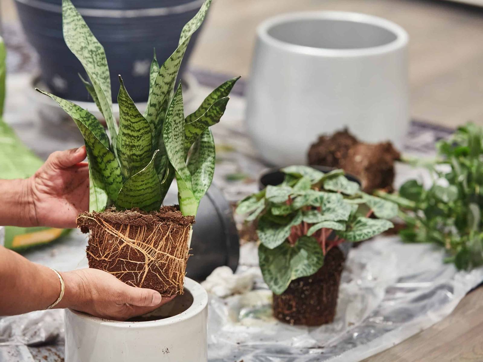 What Potting Soil Is Best For Snake Plants?