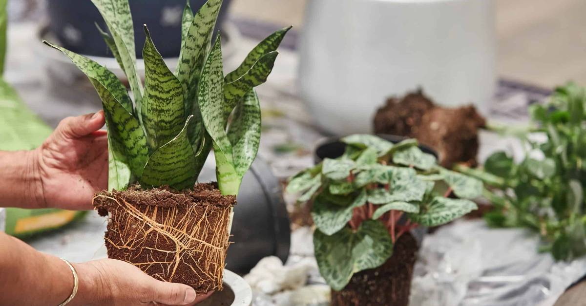 What Potting Soil Is Best For Snake Plants?