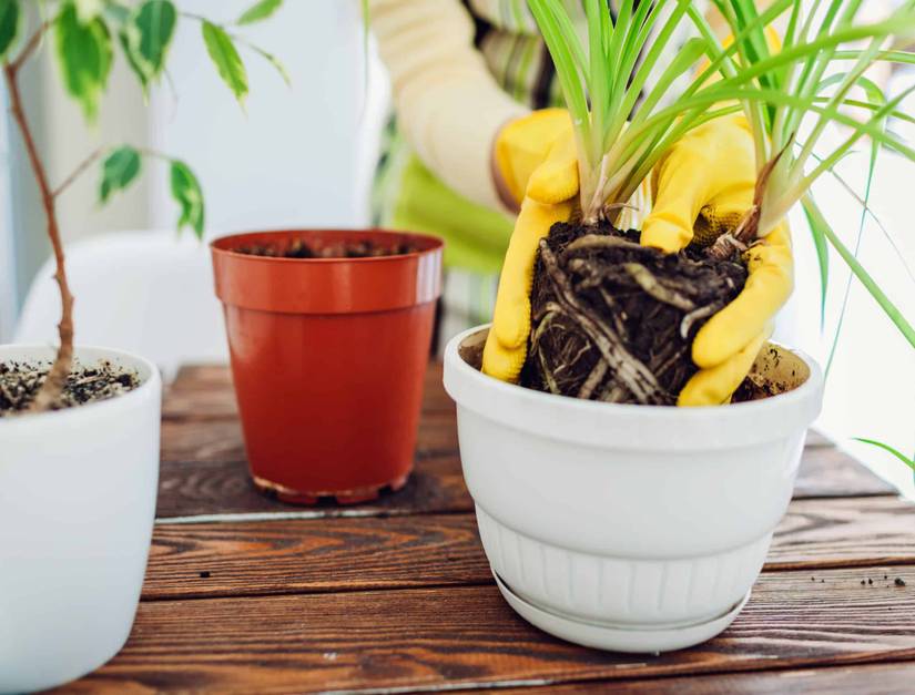 Can You Grow Multiple Houseplants In The Same Pot?