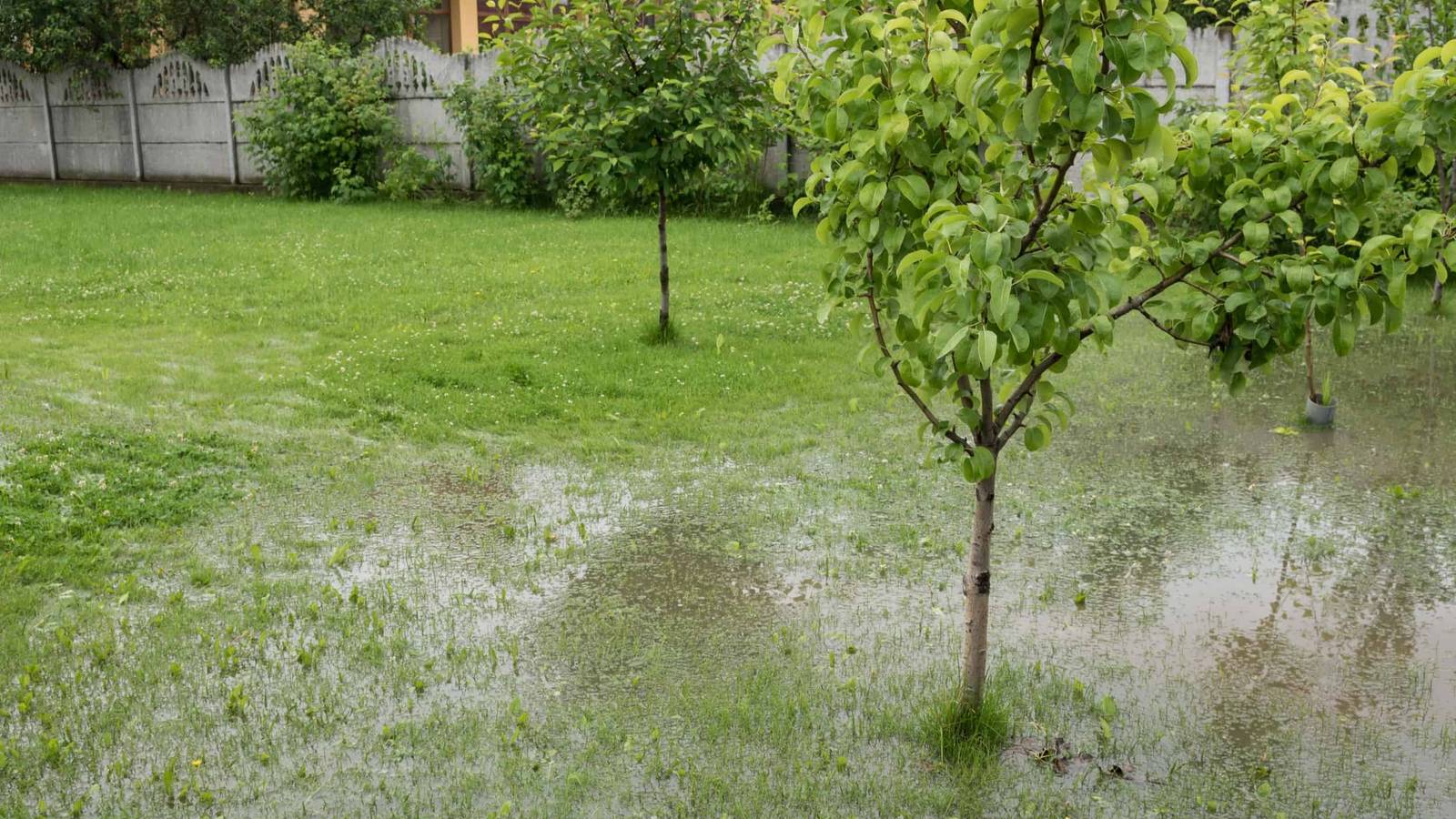 fertilizer plant near me FEED ME! MSU Fertilizer - RO/Rain/Tap Water