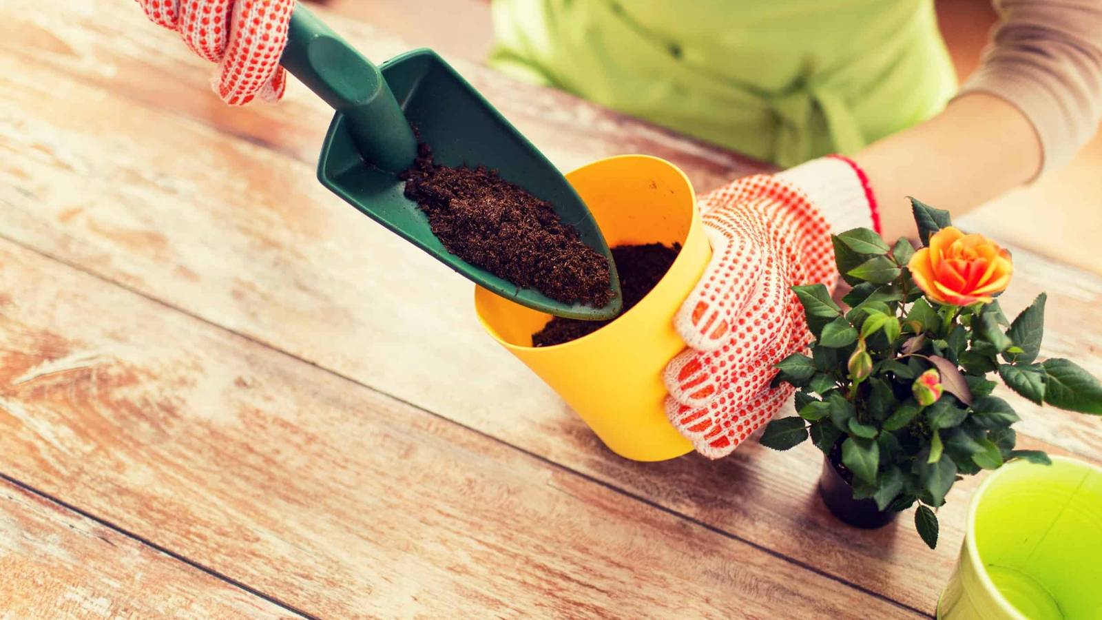 How to Grow Roses in Pots