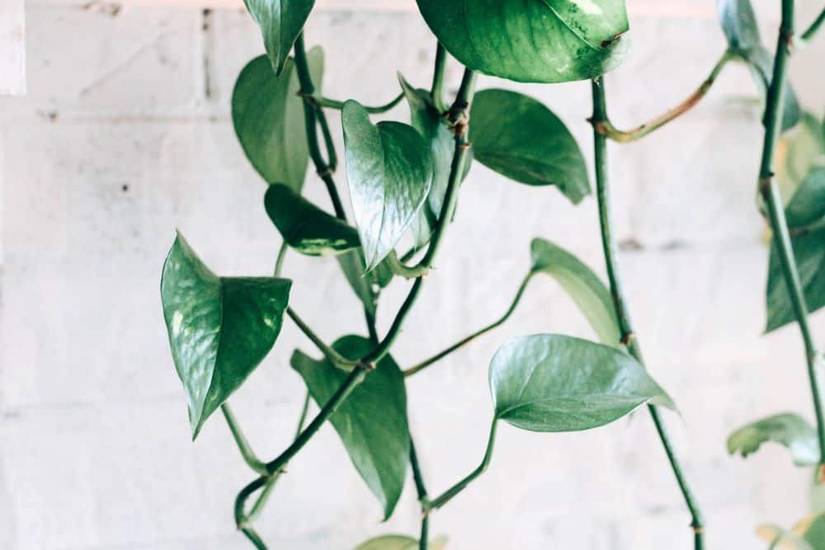 8 Popular Pothos Varieties To Grow