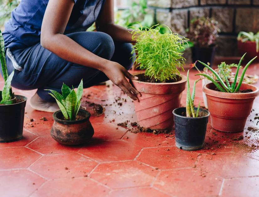 What Potting Soil Is Best For Snake Plants?