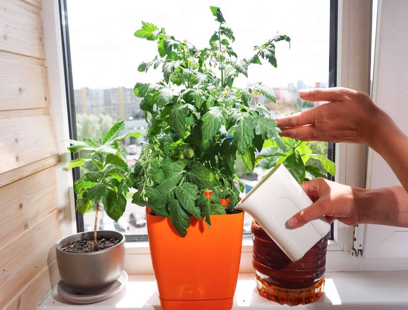 How To Grow Tomatoes Indoors