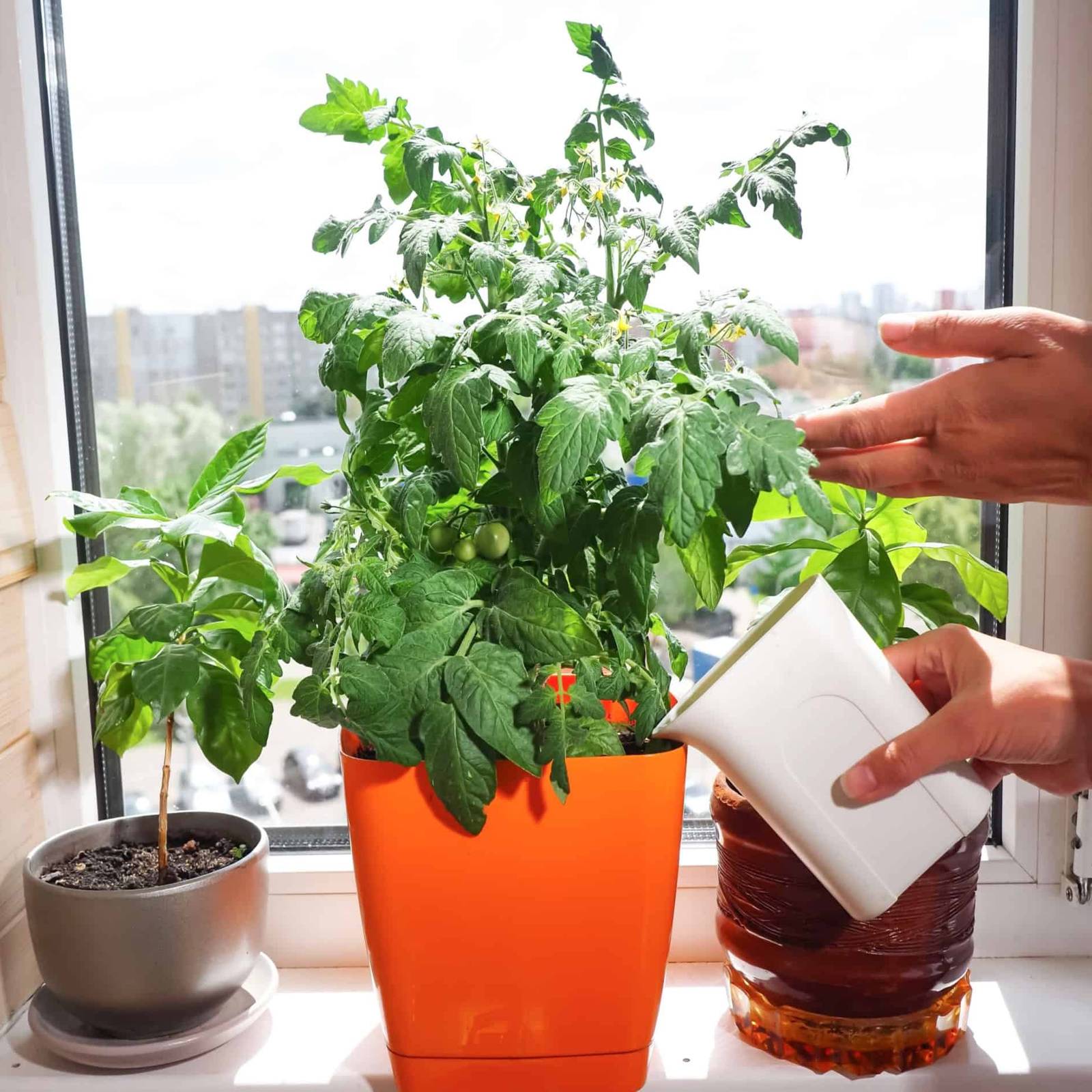 How to Grow Tomatoes in Pots
