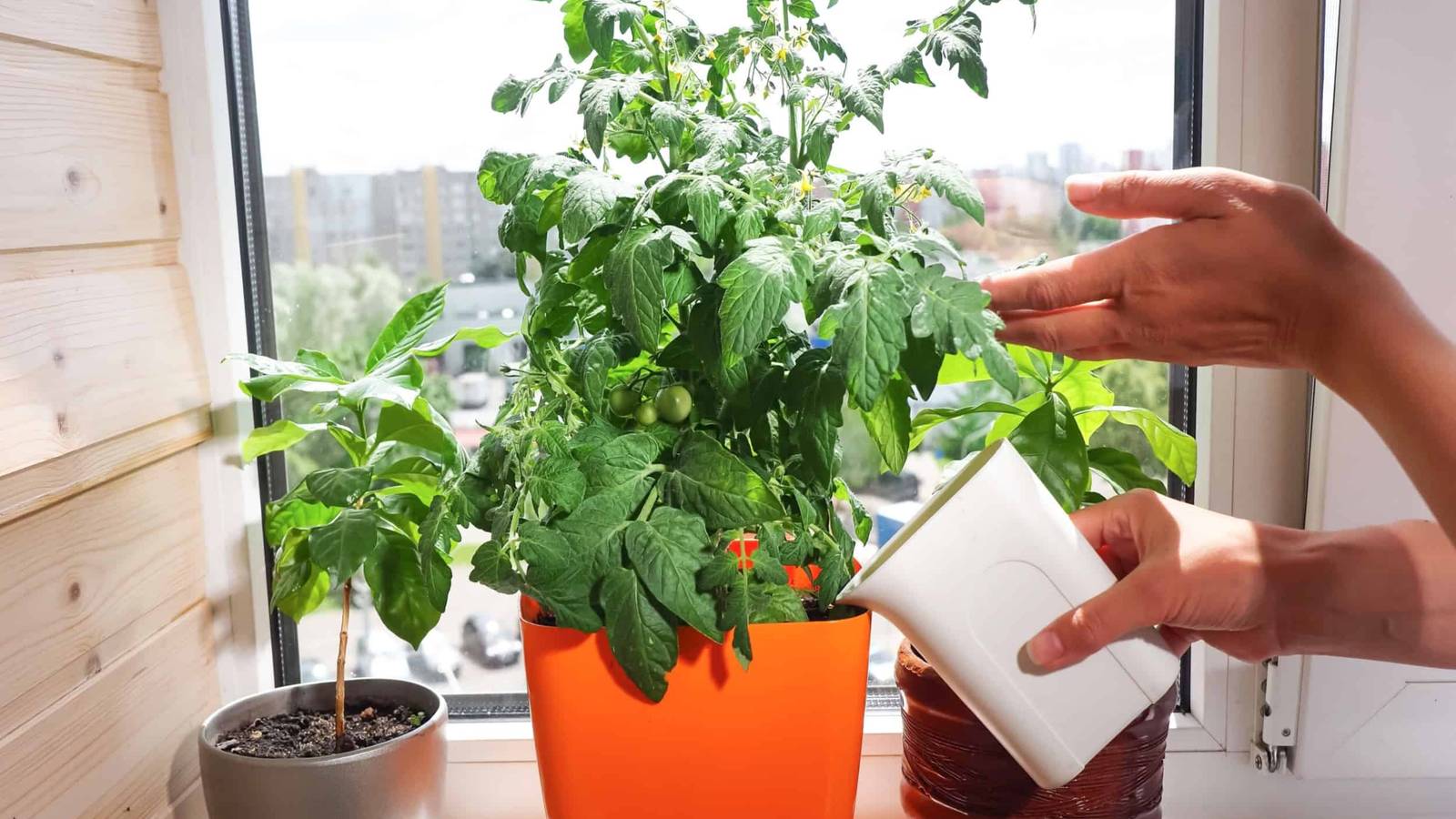 How to Grow Tomatoes in Pots